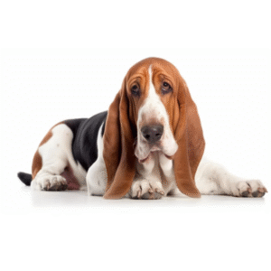 Perro Basset Hound