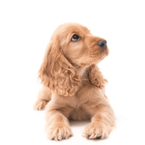 Cocker Spaniel