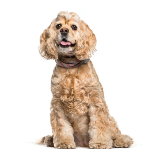 English Cocker Spaniel
