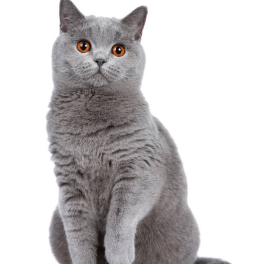 British Shorthair - Image 2