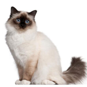 Birman
