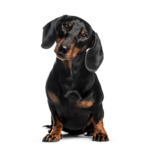 Smooth-haired Dachshund