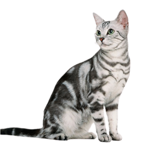 Gato American Wirehair