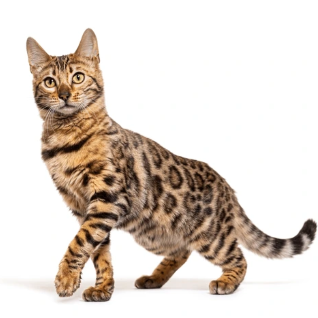 Bengal - Image 2
