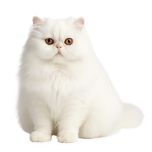 Persian