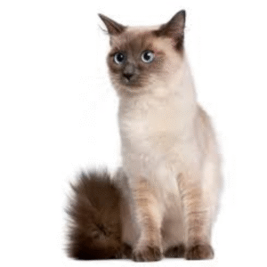 Ragdoll