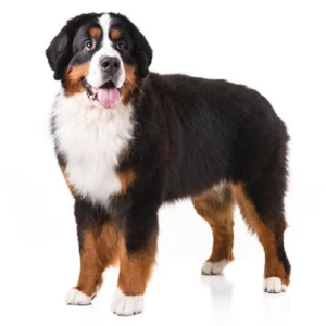 Bernese Mountain