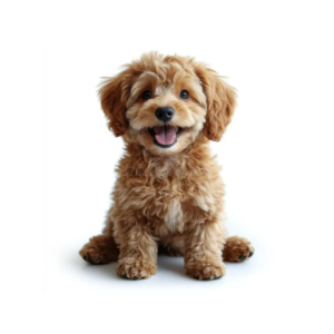 Cavapoo Miniature